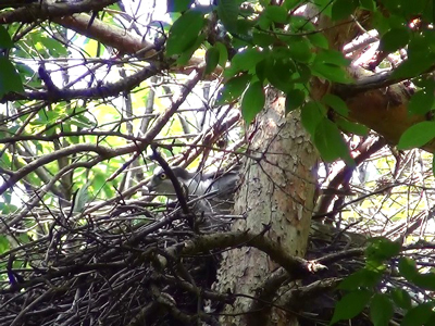 巣に飛来したオオタカの成鳥オス