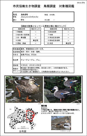 鳥類図鑑サンプル