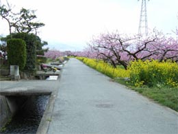 桃源郷の道_写真