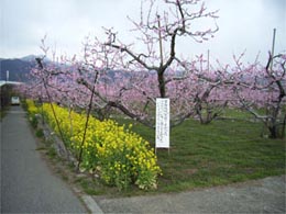 桃源郷の道_写真