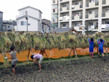 天日干しのはさがけ