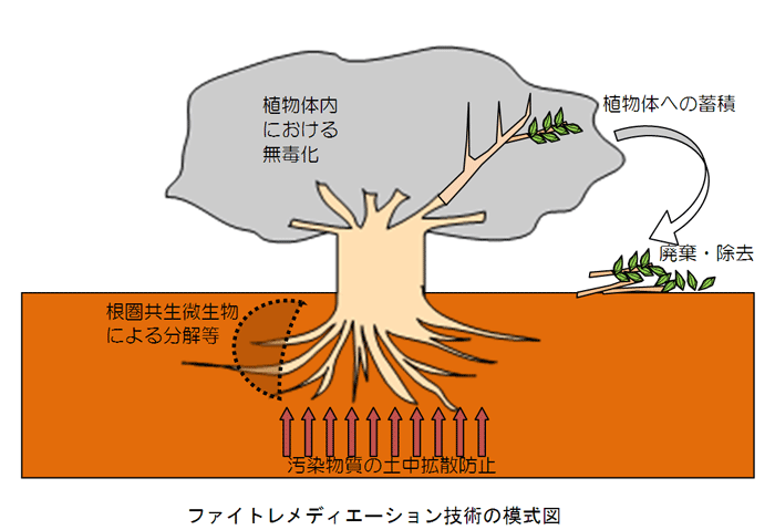 ファイトレメディエーション技術の模式図