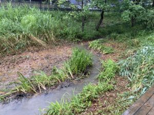 浚渫により回復した流水路と希少植物ミクリ