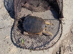 もんどりで捕獲したカミツキガメ